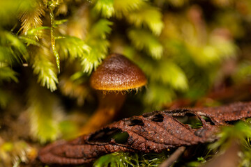mushroom in the forest