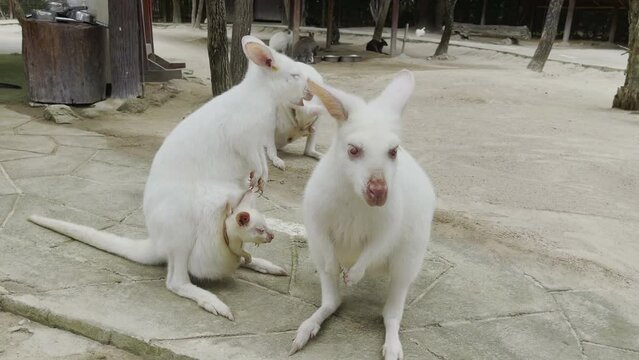 White Wallaby with baby in ventral sac with family in zoo