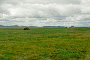 Naklejka premium landscape with cows