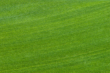Green texture of a grass meadow