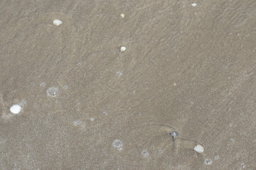 Summer beach sea sand texture background.