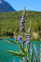 Fotobehang Blue flower of Chaste tree, or Monnikspeper in the wild. Vitex agnus-castus is a genus of tropical and sub-tropical flowering plants, Nature flora background. © aquatarkus