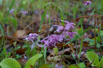 雨の早朝、林の中でイカリソウがユニークな形の花を咲かせている