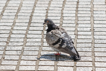 石畳の上を歩くドバト