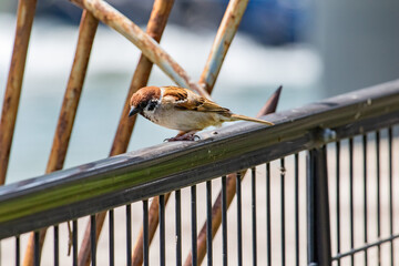 柵の上のスズメ
