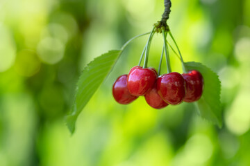 ripe red cherries hanging on branch in garden