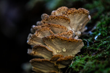 mushroom in the forest