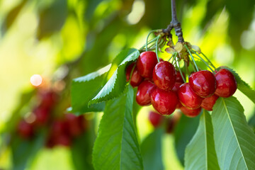 ripe red cherries hanging on branch in garden