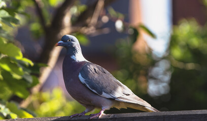 bird on a tree