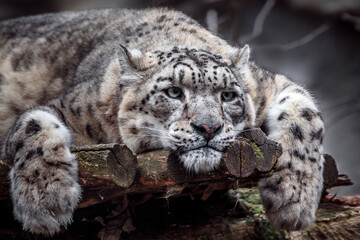 Portrait of Snow leopard