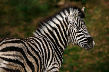 Fototapeta na wymiar Portrait of zebra