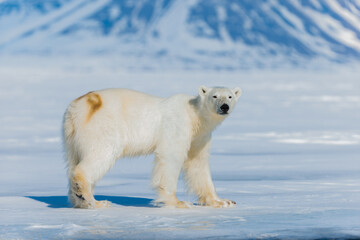 Obraz na płótnie Canvas Shot in Svalbard may 2022