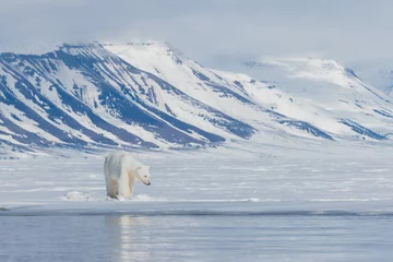 Zelfklevend Fotobehang Shot in Svalbard may 2022 © Ruzdi