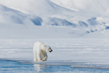Plakat Shot in Svalbard may 2022