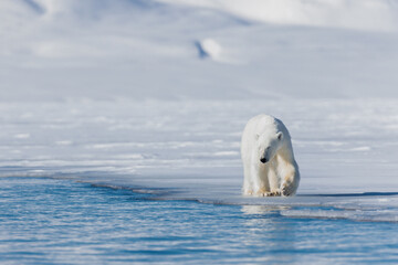 Fototapeta na wymiar Shot in Svalbard may 2022