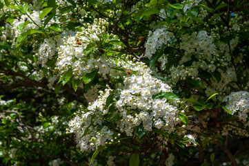 Sydney Australia, white flowers of a crataegus X lavallei or lavalle hawthorn in sunshine