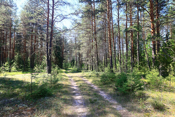 Obraz premium landscape spring forest background nature