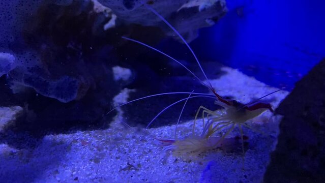 An act of cannibalism in the animal world. A shrimp eats a shrimp. Cannibalism at sea. The shrimp eats the shrimp.