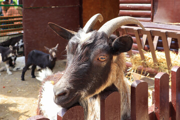 Goat portret in zoological garden of Kyiv, Ukraine	
