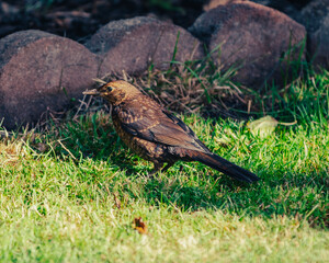Blackbird Female