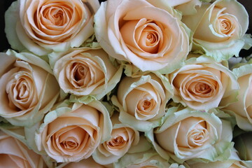 Bouquet of beautiful roses. Macro.