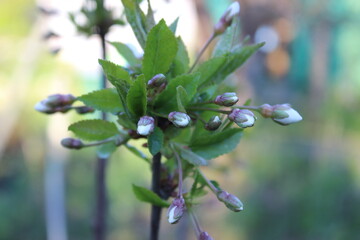 Unopened buds on a branch. Macro.