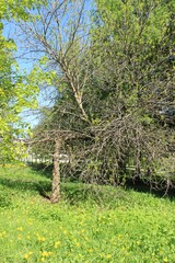 A tree with a curved trunk in a city park.