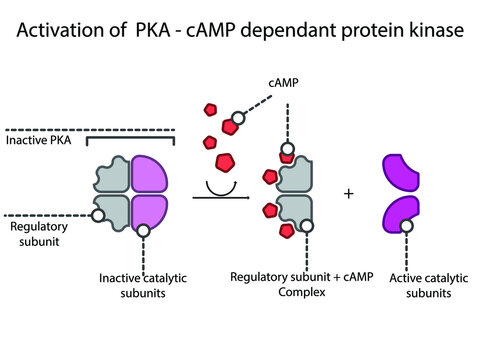 Activation of PKA (Protein Kinase A) via cyclic AMP in GPCR Gs signalling schematic diagram. 