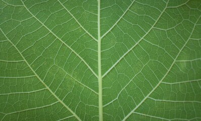Green abstract or patterned background. Leaf of fig tree.
