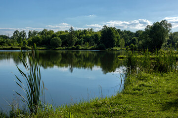 Pond surrounded by greenery in golden hour with reflections in the water 