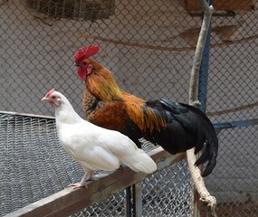 Bantam rooster with white hen.