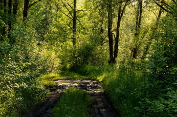 The forest in the sunlight at golden hour 