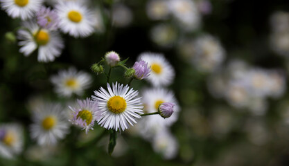 Close-up of aster serbole flowers