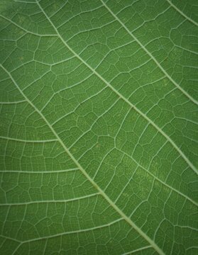 Green abstract or patterned background. Leaf of fig tree.