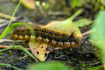 Large hairy caterpillar between leaves