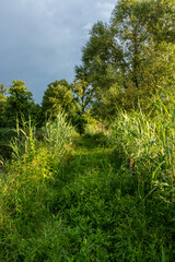 Green way among the ponds