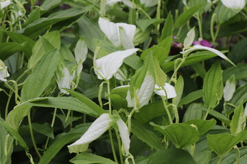 ハンゲショウ（夏の山野草）