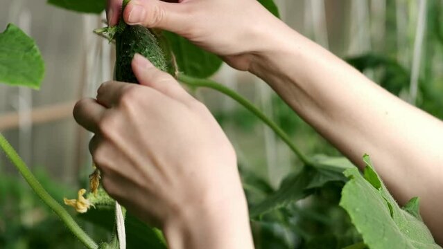 Woman's hands harvests cucumbers. Growing healthy food. Macro.
