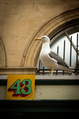 A seagull watches the people come and go in St Nicks market in Bristol. This scavenger is looking...