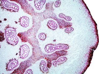 fern petiole cross section under the microscope - optical microscope x32 magnification