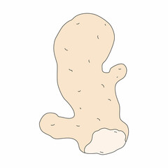 Vector illustration of ginger root in cartoon style. Picture of plant isolated on a white