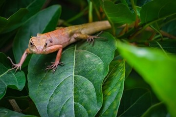 A chameleon climbs on a tree