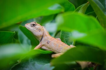 A chameleon climbs on a tree