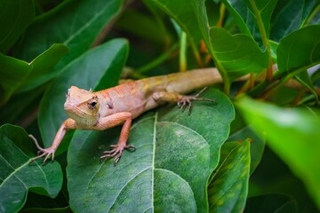 A chameleon climbs on a tree