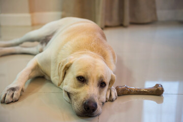 Adorable Labrador retreiver dog  lying on floor near bone