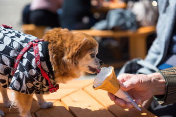 Pomeranian dog in traditional yukata dress eat icecream
