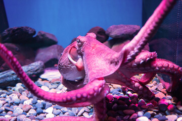 Purple giant octopus sleep float on water and attach to fish carbinet