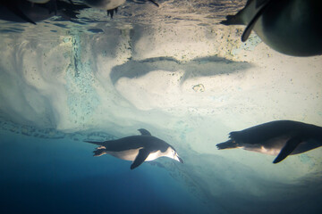 Penguin diving under water and ice