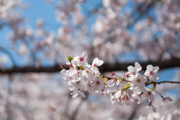 white cherry blossom or sakura flower full bloom, Nagoya