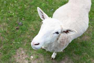 Obraz premium a white sheep stands on a green lawn at the zoo